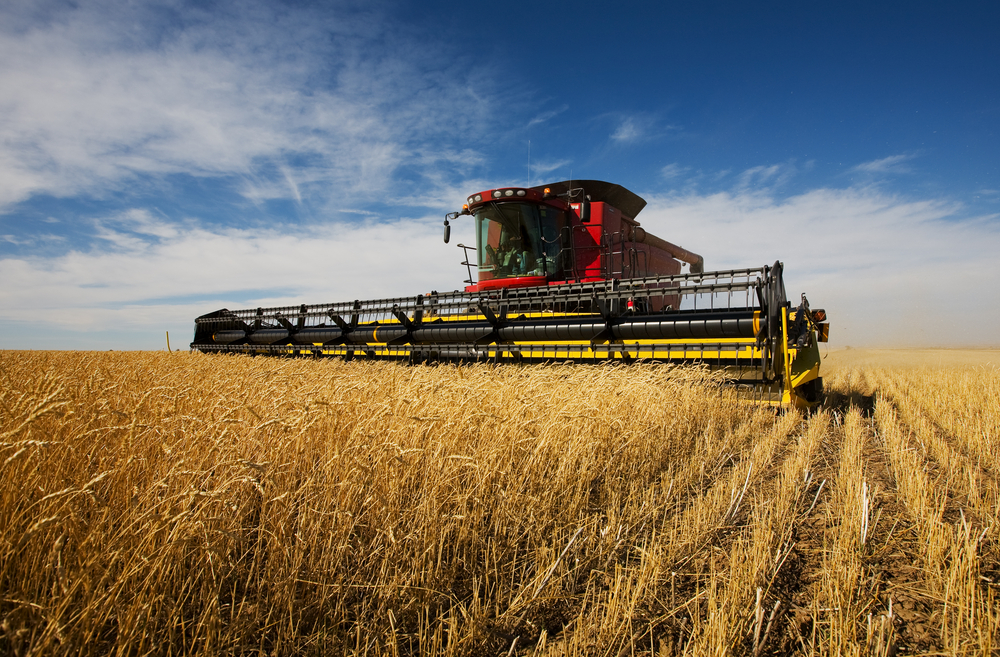 Combine harvester working on wheat crop
