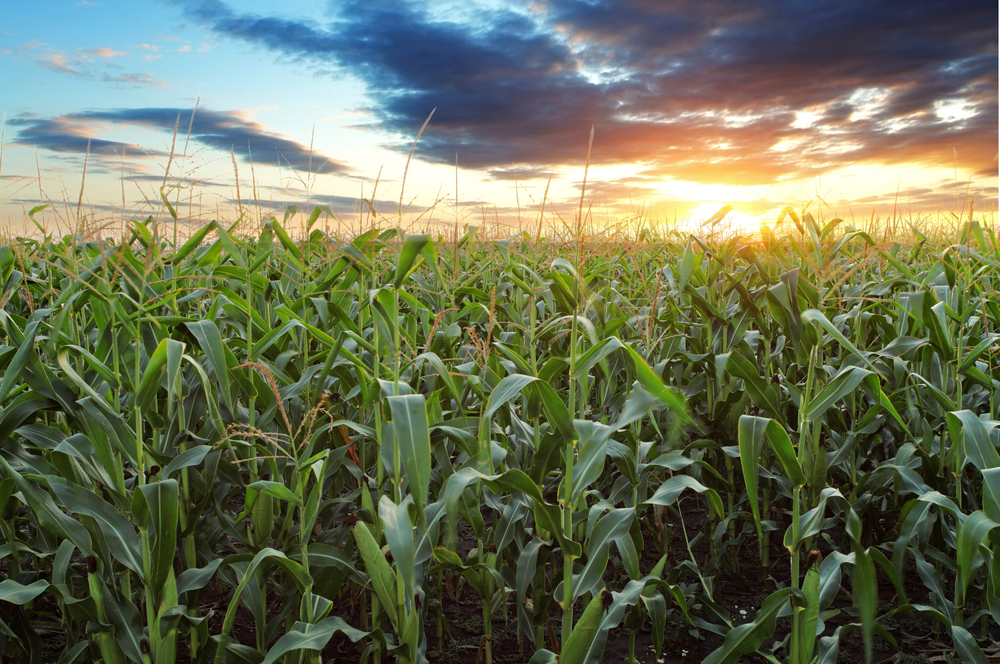 Corn_field