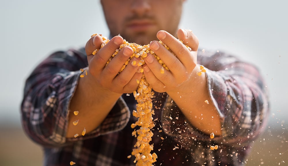 Man with corn in hands (1)