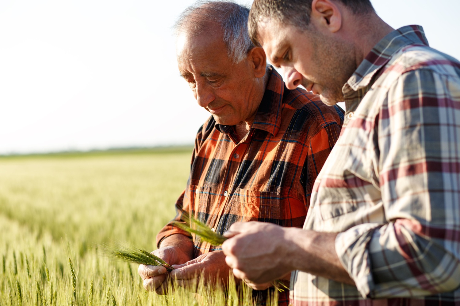 Two farmers in wheat field-1