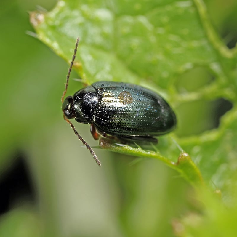 Cabbage stem flea beetle