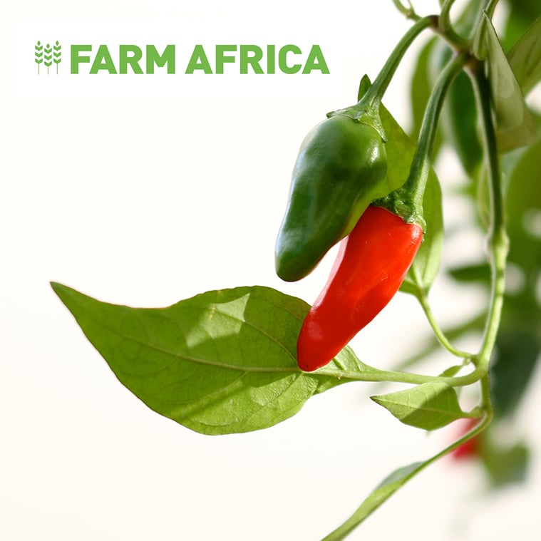 farm-africa-chilli