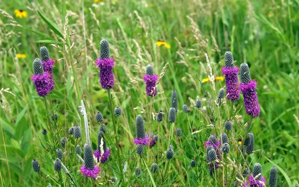 purple-prairie-clover-as-a-cover-crop