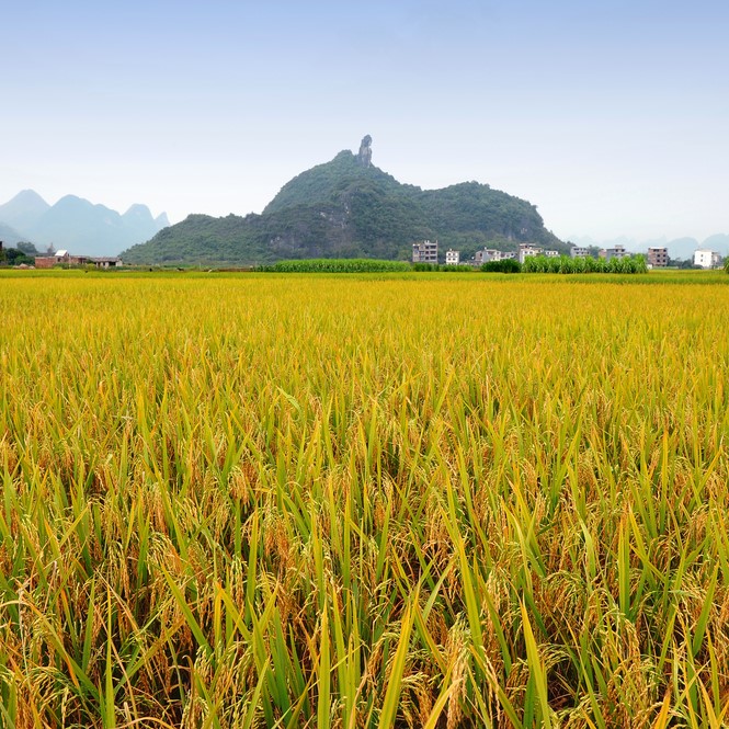 Rice Field China