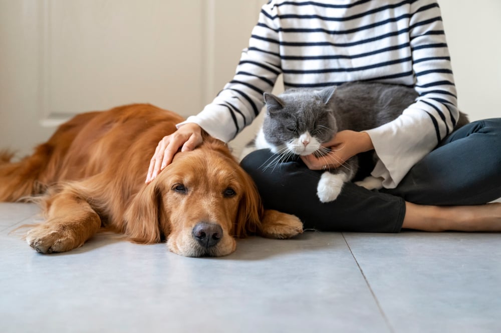 cat and dog with owner