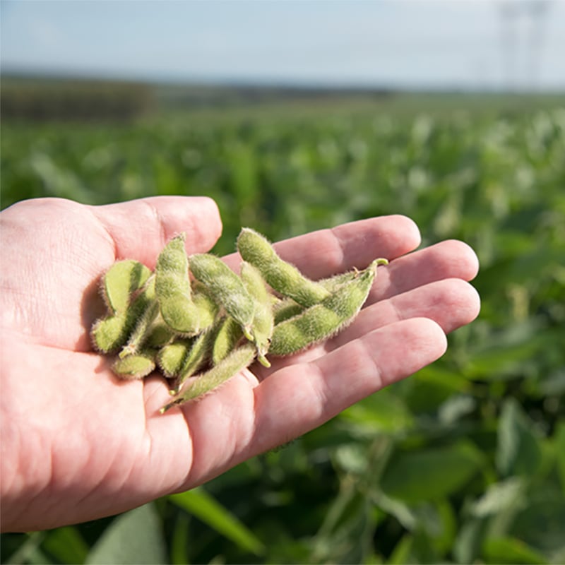 soybean in hand