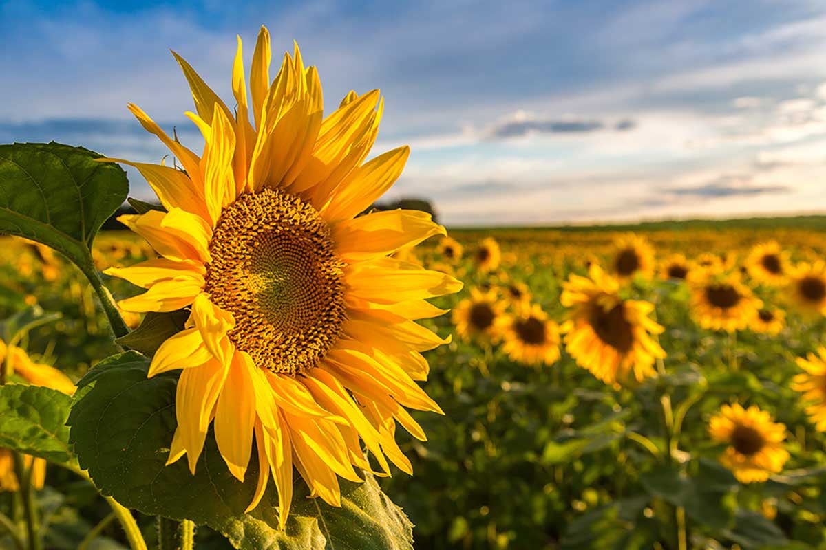 sunflowers-growing-in-a-field